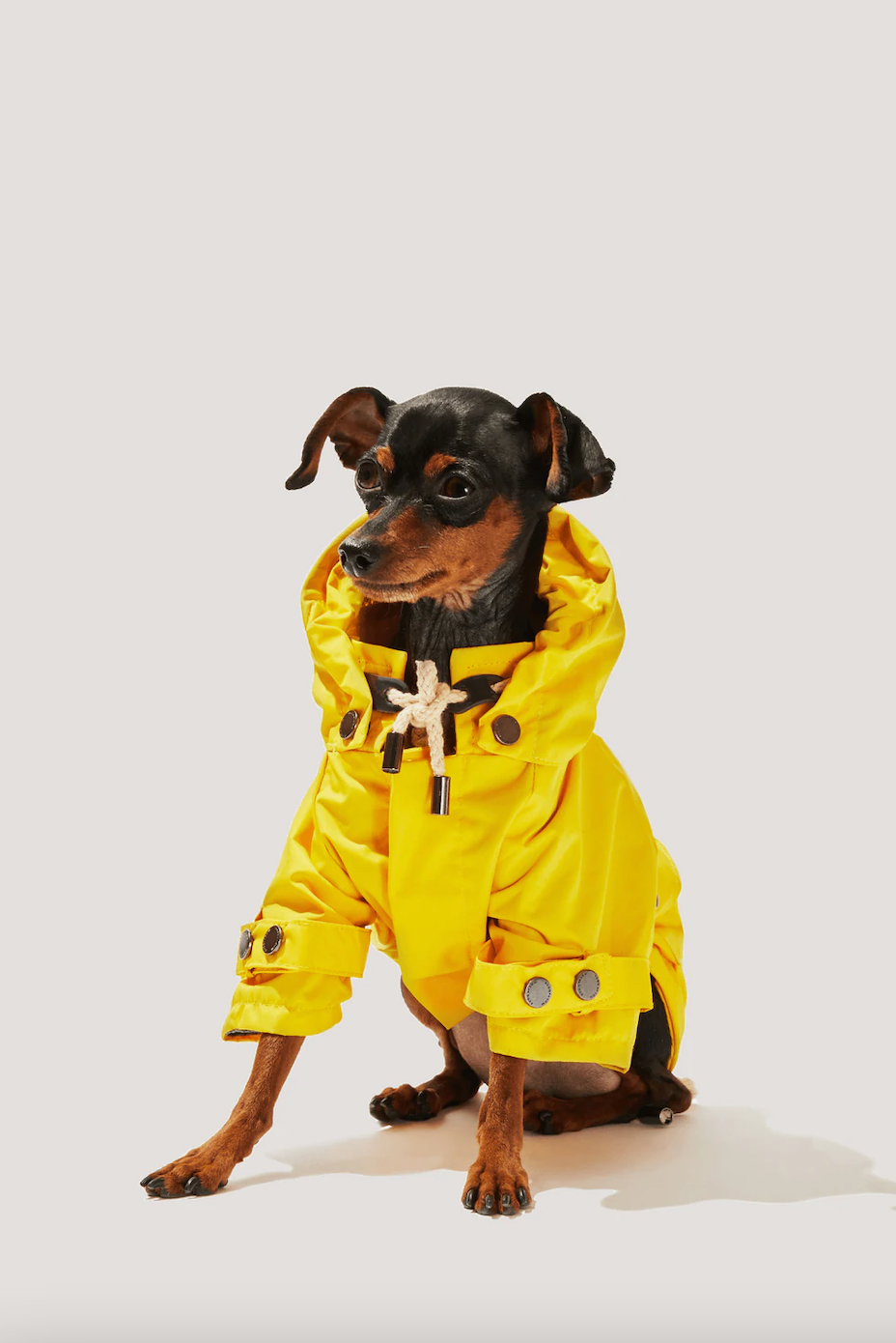 Impermeable para Perro Amarillo Talon Maxbone