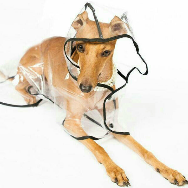 Chubasquero transparente Doggie City
