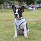 Clement Harness Pinkaholic