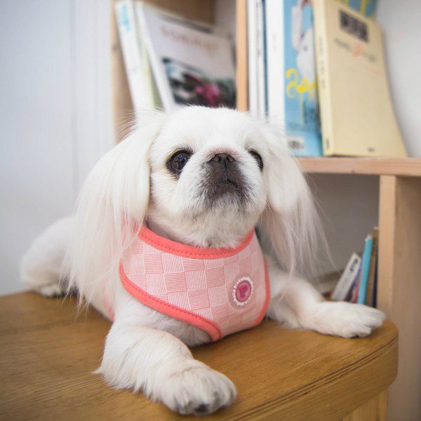 Clement Harness Pinkaholic