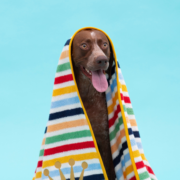 THE PAINTER WIFE X ARISTOPET Multicolor Striped Towel