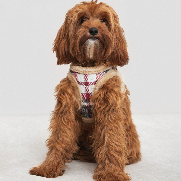 DOG ARNES TARTAN B&amp;B x ARISTOPET