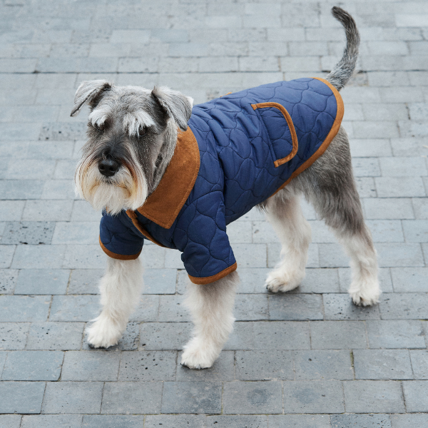 Aristopet blue Spencer jacket