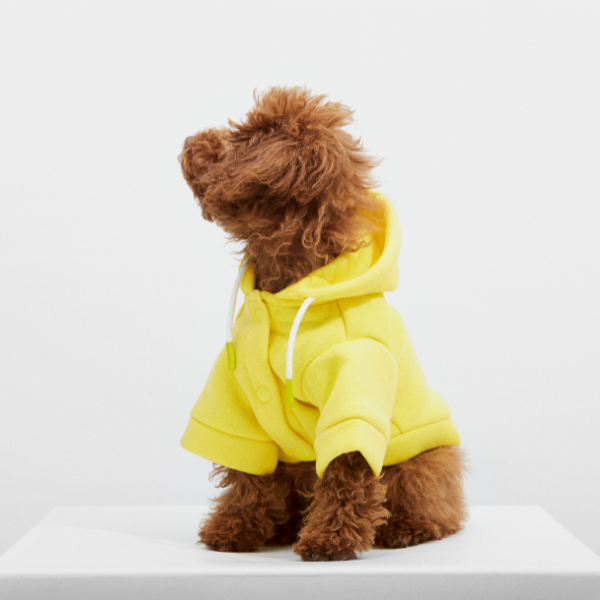 Augusto yellow Aristopet hoodie