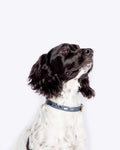 FatFace Marching Dogs Collar Danish