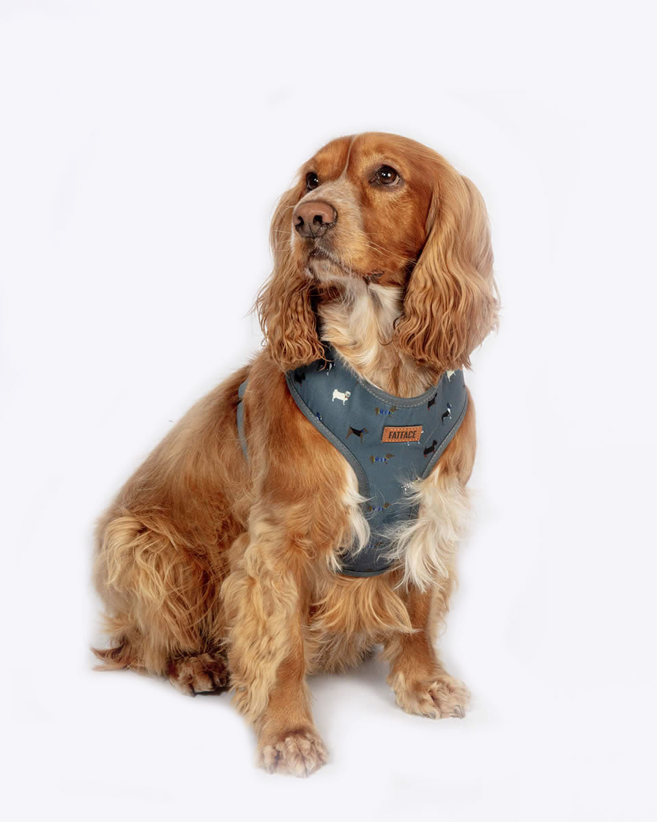 Marching Dogs Harness FatFace Danish