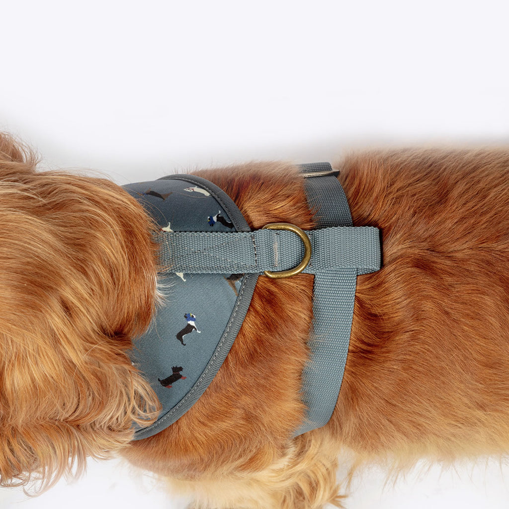 Marching Dogs Harness FatFace Danish