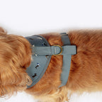 Marching Dogs Harness FatFace Danish