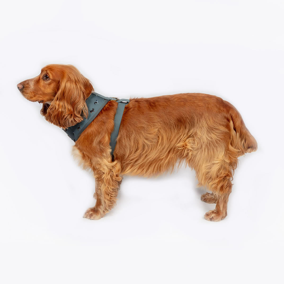 Marching Dogs Harness FatFace Danish