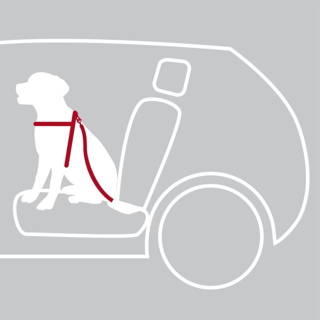 Arnés para Coche