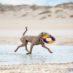 Beeztees Neoprene Floating Dog Toy