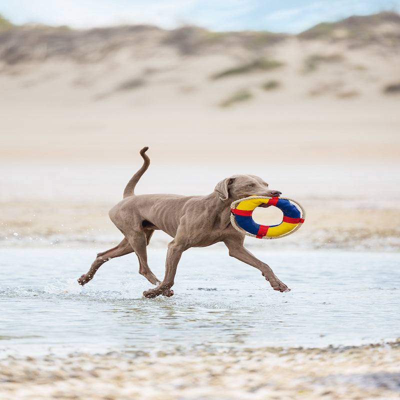 Beeztees Neoprene Floating Dog Toy