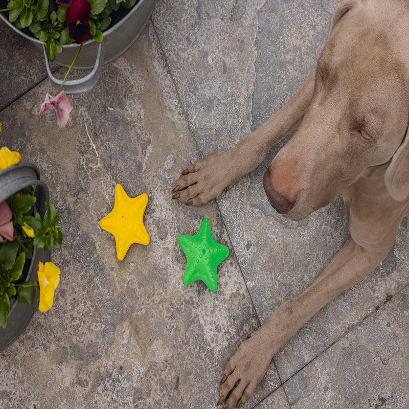 Beeztees 2-piece Foam Starfish Dog Toy