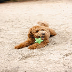 Beeztees 2-piece Foam Starfish Dog Toy