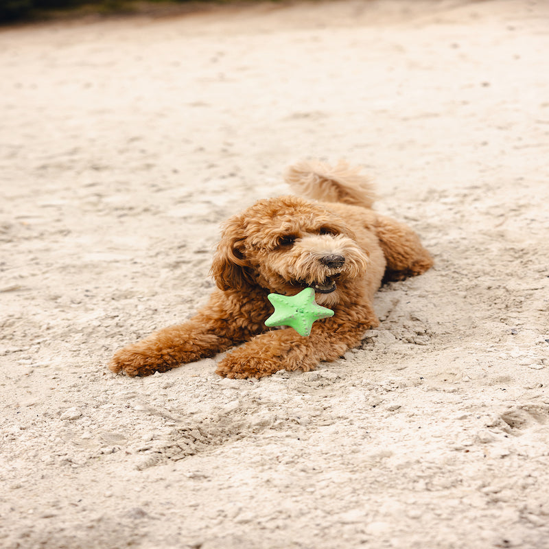 Beeztees 2-piece Foam Starfish Dog Toy