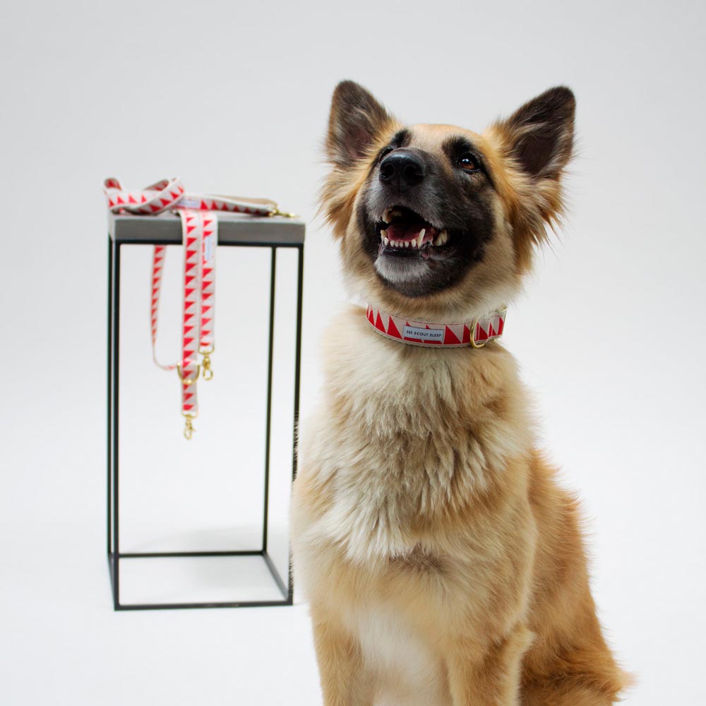 Collar para Perro Nice Grill