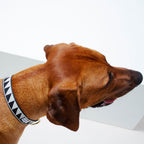 Collar para Perro Nice Grill