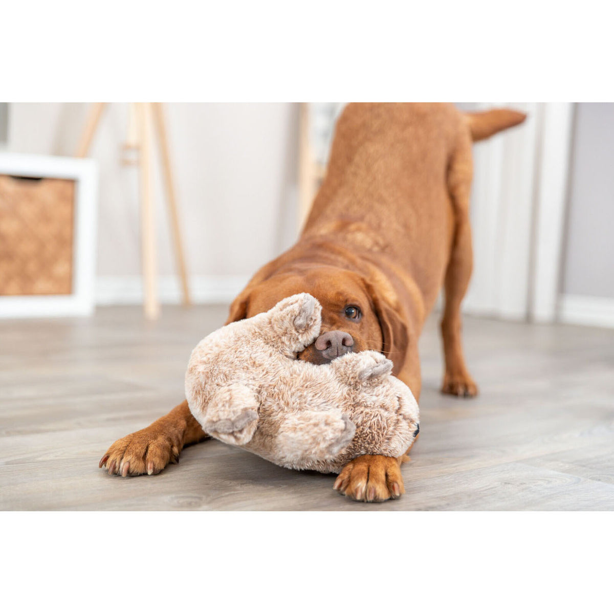 Koala Plush Toy