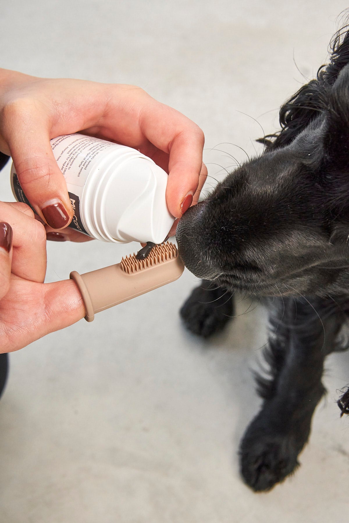Dente para perros MiaCara