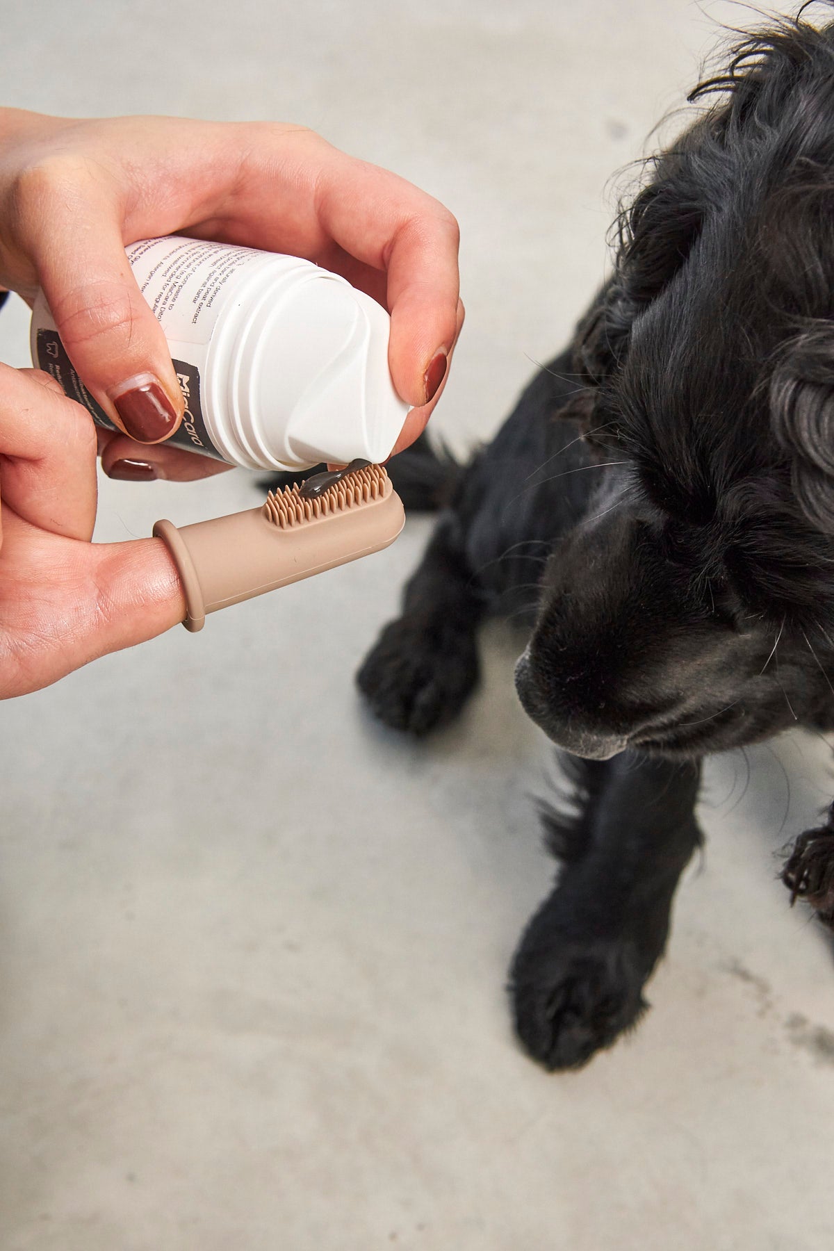 Dente para perros MiaCara