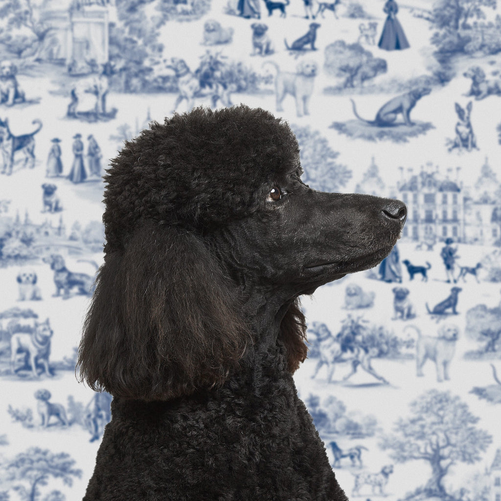 Kit Toile de Jouy para perros