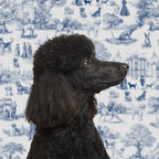 Kit Toile de Jouy para perros