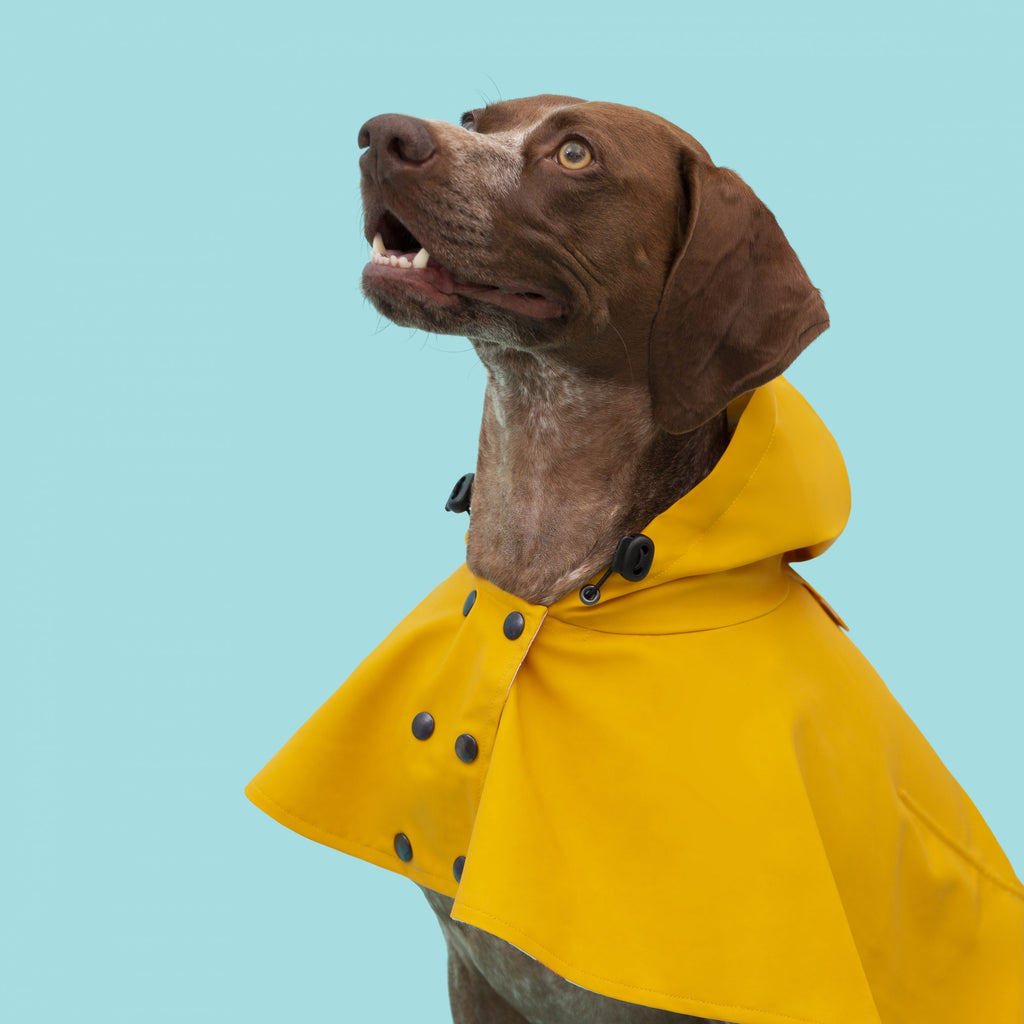 Waterproof Cape William Yellow THE PAINTER WIFE X ARISTOPET