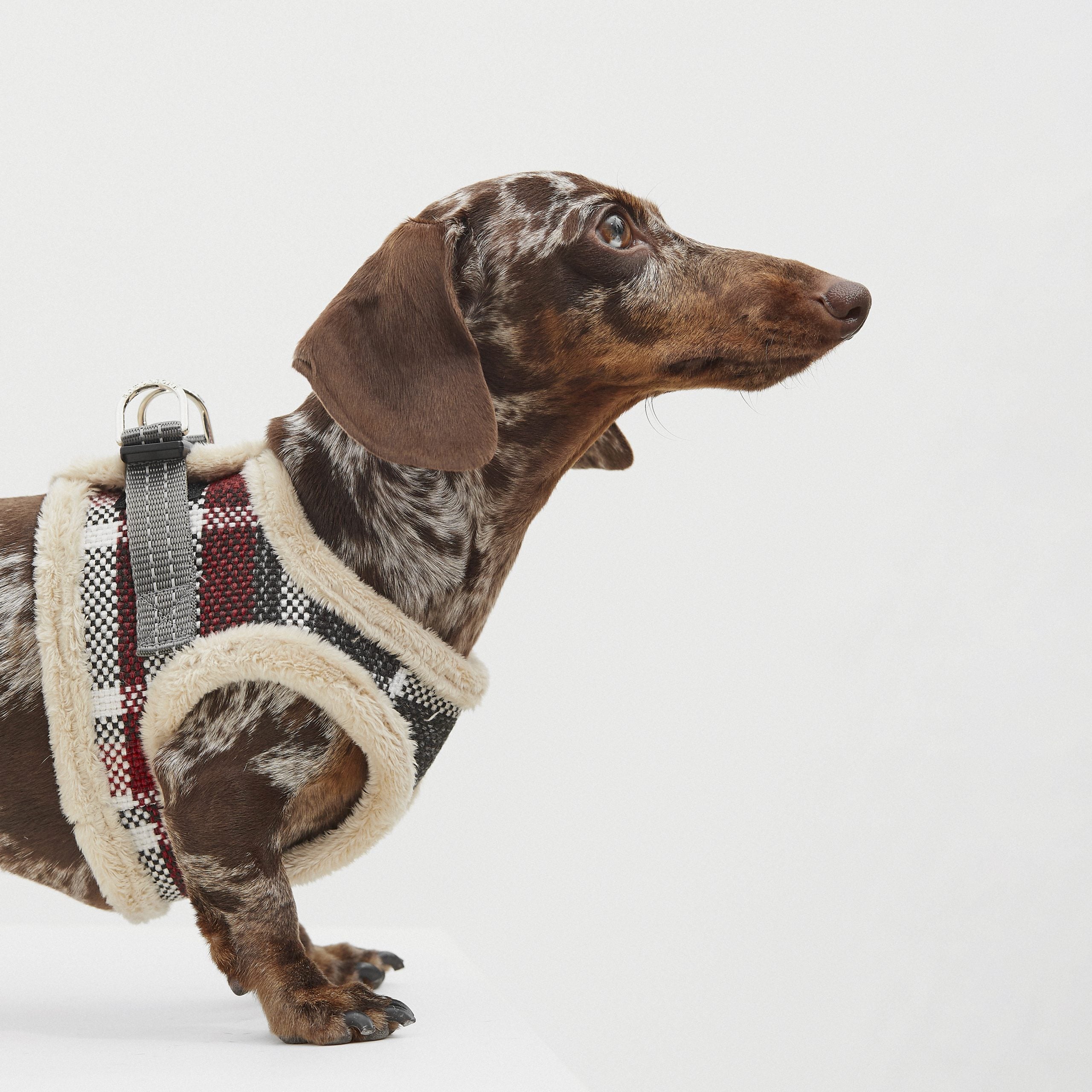 DOG ARNES TARTAN B&amp;B x ARISTOPET