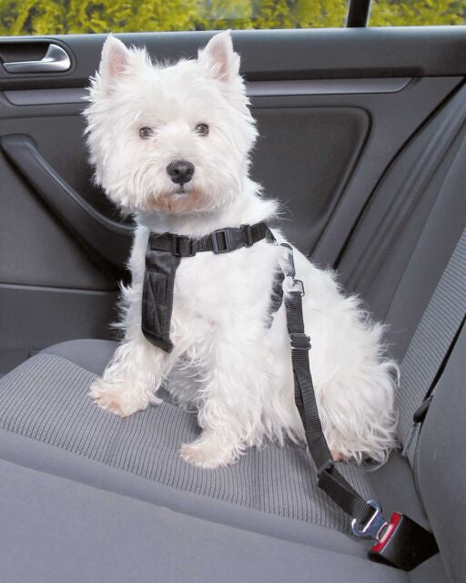 Arnés para Coche