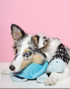 Peluche Turtle Azul Oh Charlie