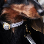Chef l’Bark Dog Collar