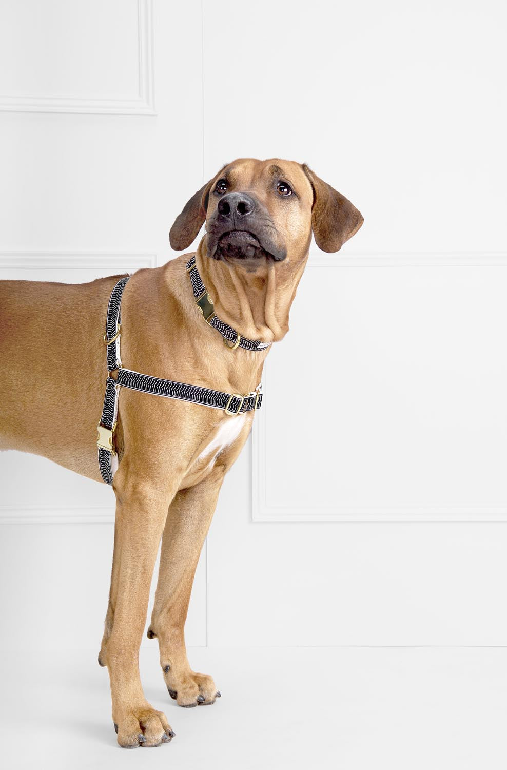 Chef l’Bark Dog Collar