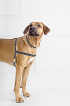 Chef l’Bark Dog Collar