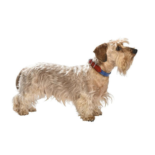 Collar para Perro de Cuero Pigalle Bobby