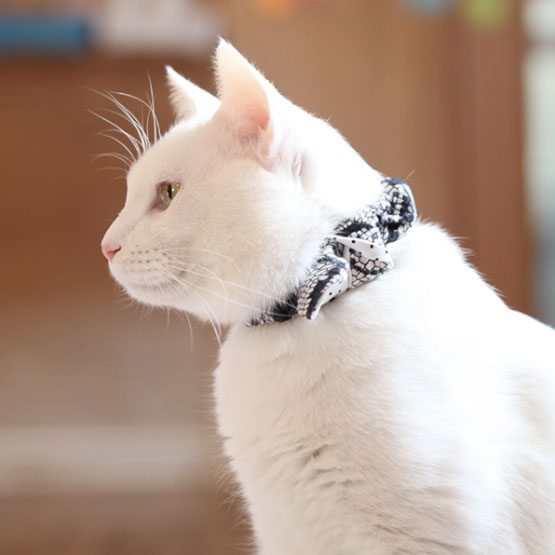 Amazon Catspia