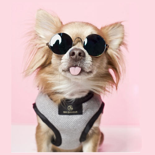 Arnés para Perro Elite