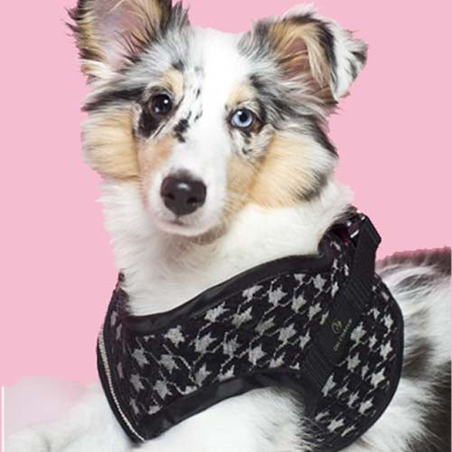 Arnés para Perro Prestige Varios Colores