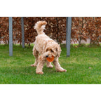 Dog Comets Pelota Exoplanet Naranja