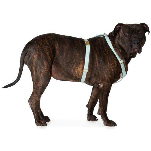 Arnes para perro The Scot