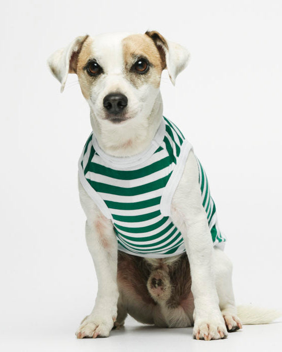 Body per cani a righe in cotone biologico Daniel - XL