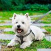 Arnés para perros ACTIVE Bowl and Bone | ARISTOPET