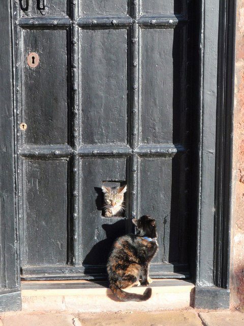 Quién inventó la puerta para gatos?