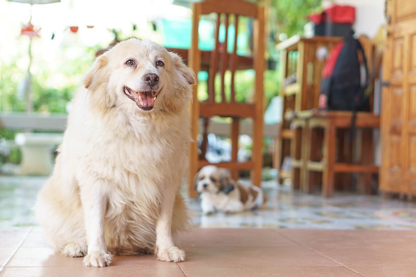 ejercicio-en-perros-con-sobrepeso-3