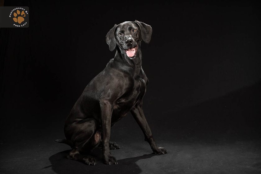 El ´síndrome del perro negro` - Tienda Veterinaria Blog