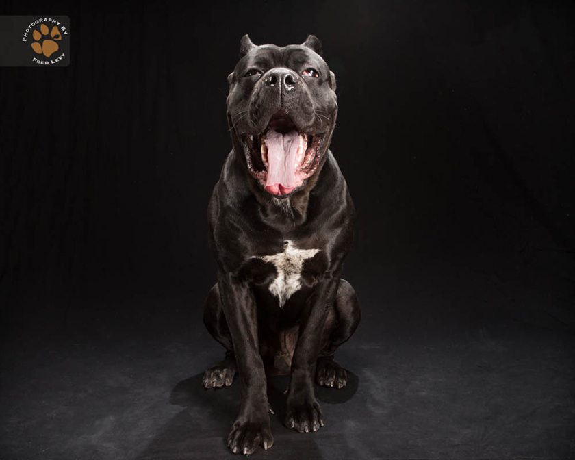 sindrome-del-perro-negro-the-black-dog-project-aristopet-3