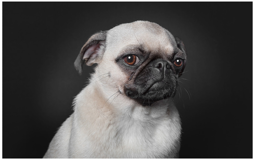 A-dogs-life-retratos-de-perros-con-expresiones-humanas-1