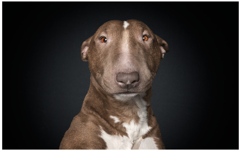 A-dogs-life-retratos-de-perros-con-expresiones-humanas-2