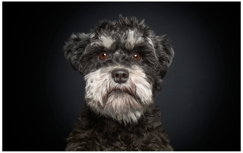 A-dogs-life-retratos-de-perros-con-expresiones-humanas-3
