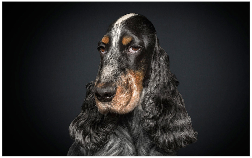 A-dogs-life-retratos-de-perros-con-expresiones-humanas-4