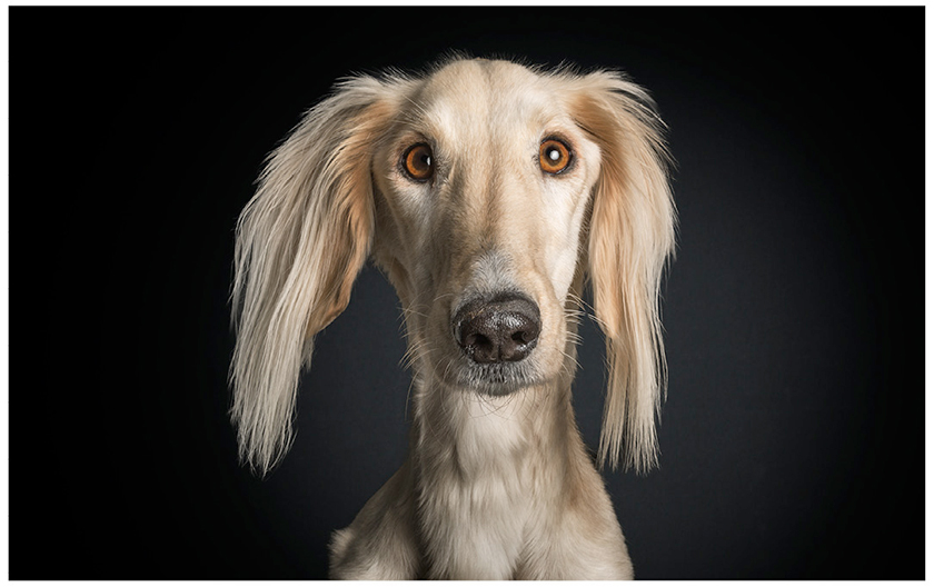 A-dogs-life-retratos-de-perros-con-expresiones-humanas-5